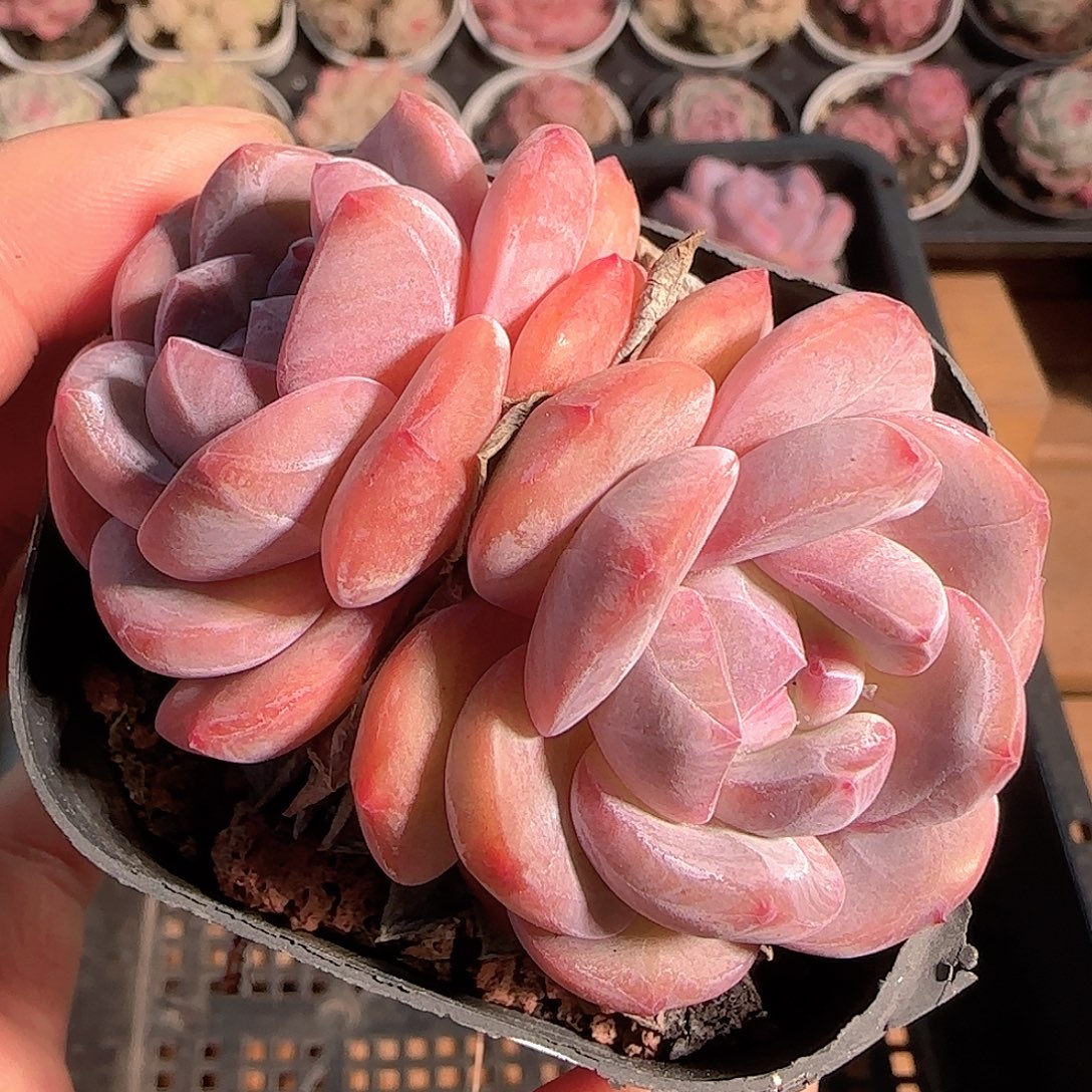 多肉1209-31石榴籽星影