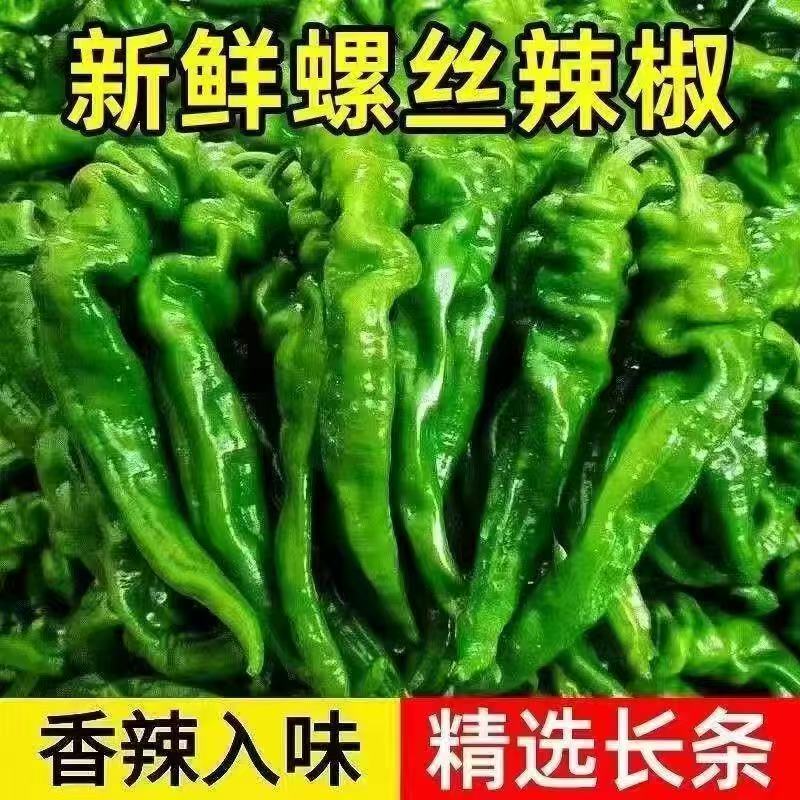 大果螺丝椒苗辣椒苗秧高产巨型陇椒螺丝椒种籽薄皮南方四季蔬菜苗