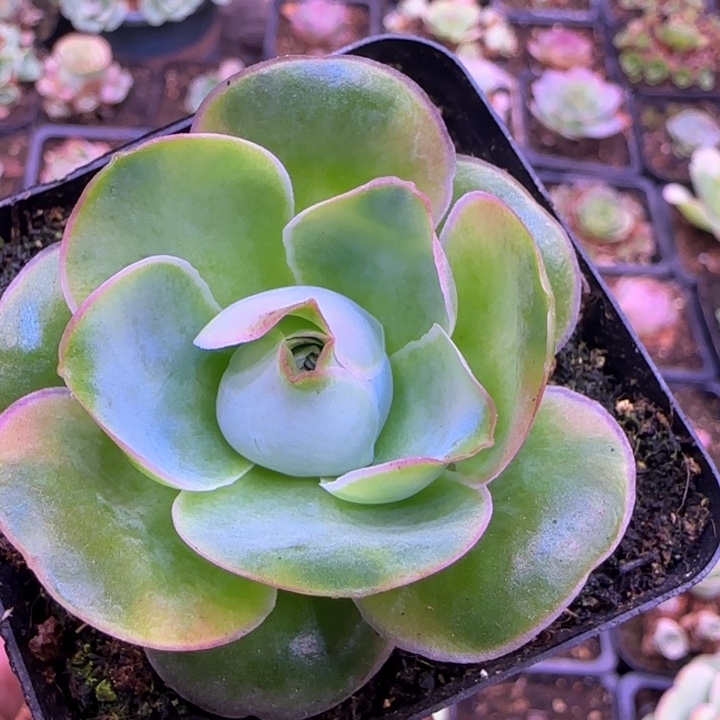 彩美5厘米12424575775