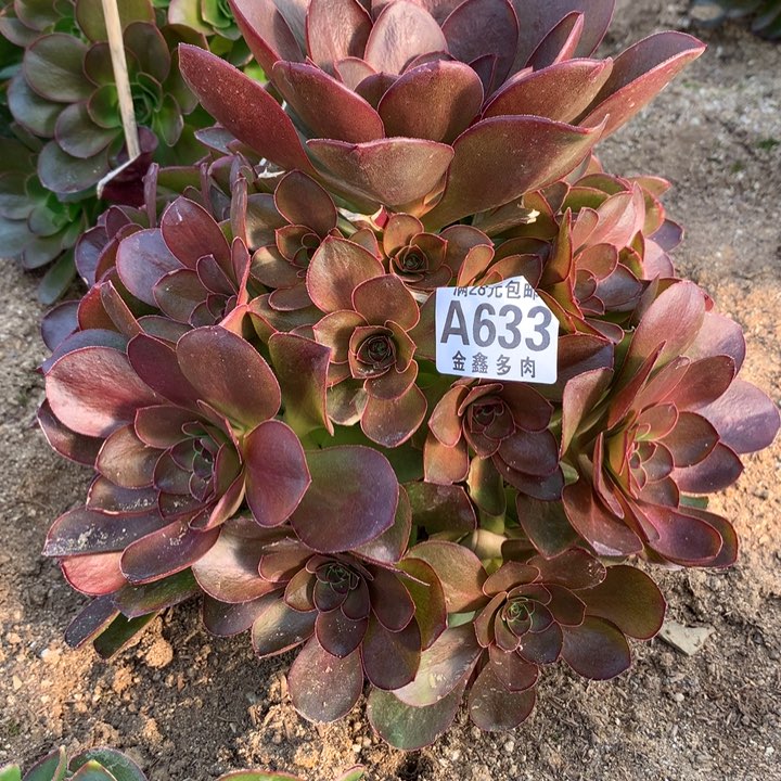 633多肉植物一物一拍