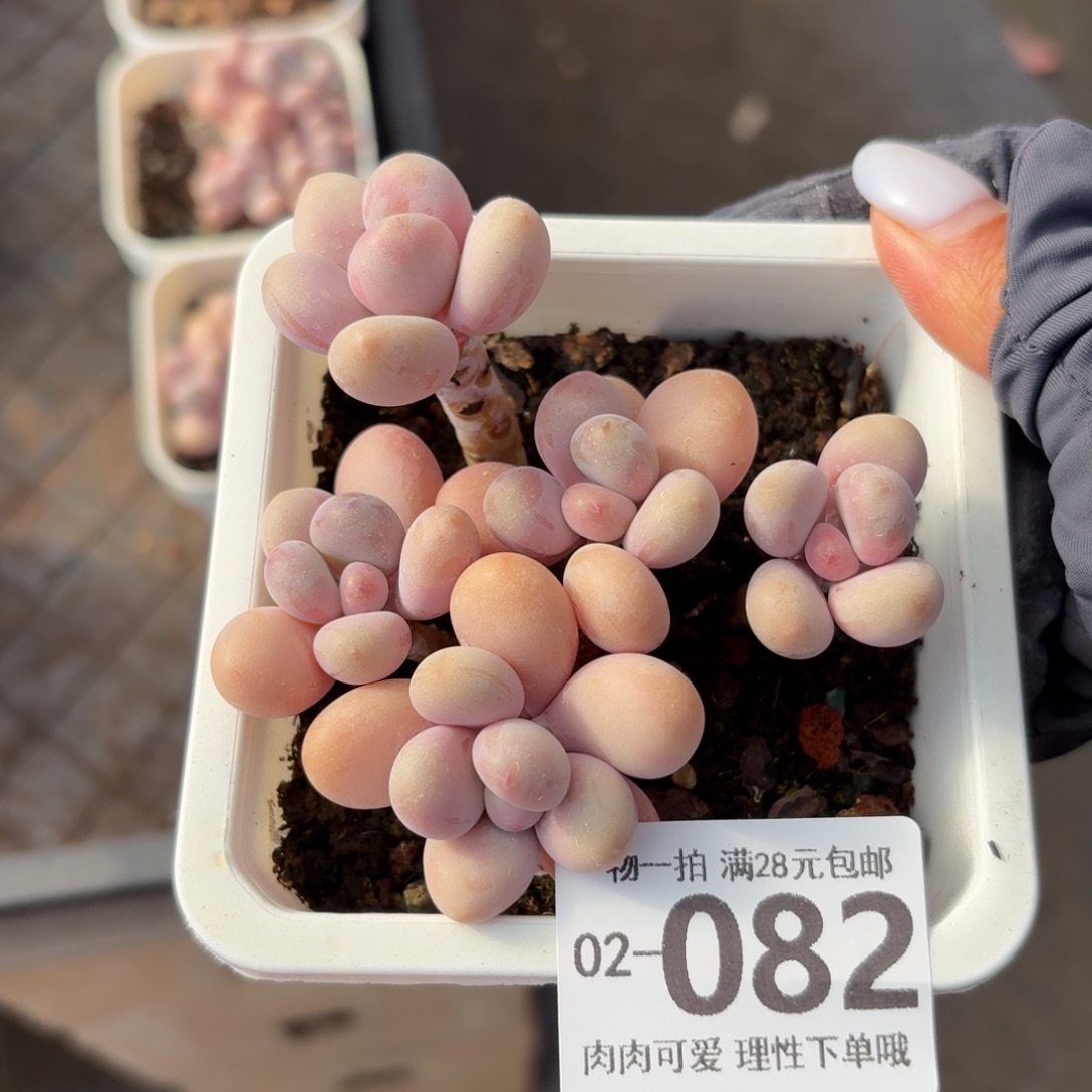 桃蛋无盆土发货无