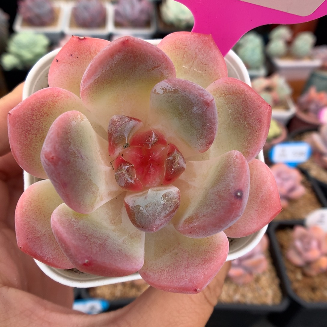 55糖心多肉植物一物一拍