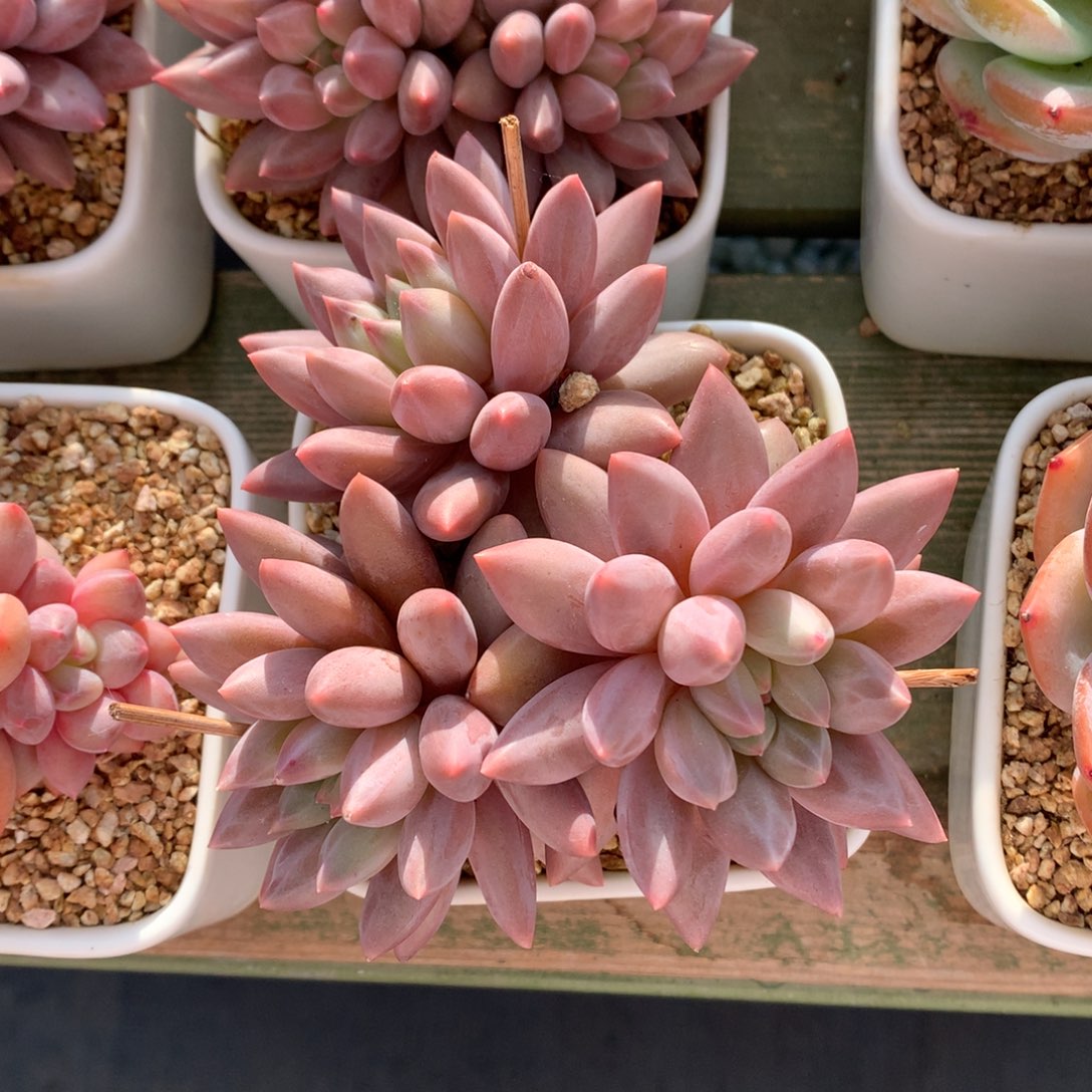 三头 小红蜻蜓 一颗 