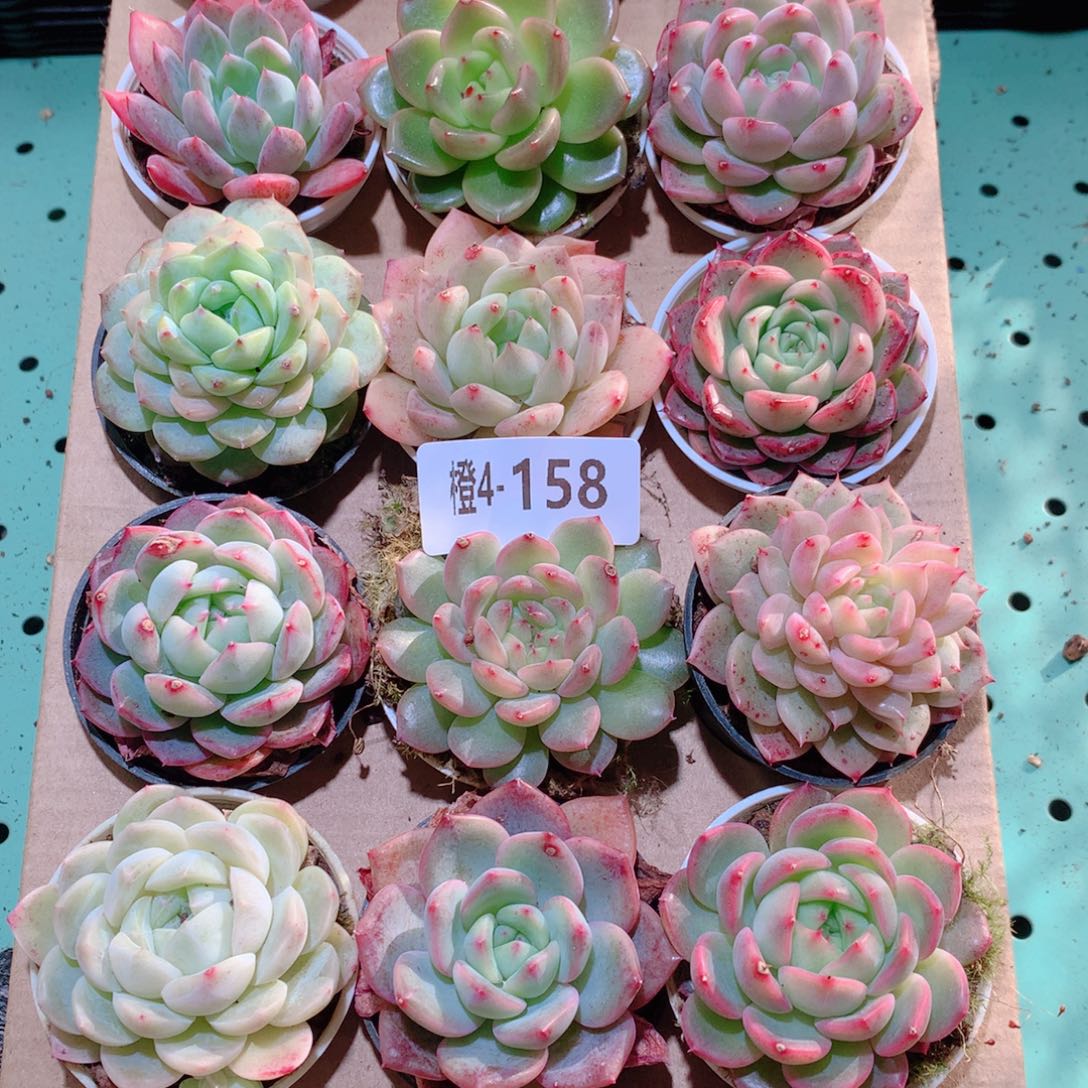 4-158一物一拍多肉带盆18颗