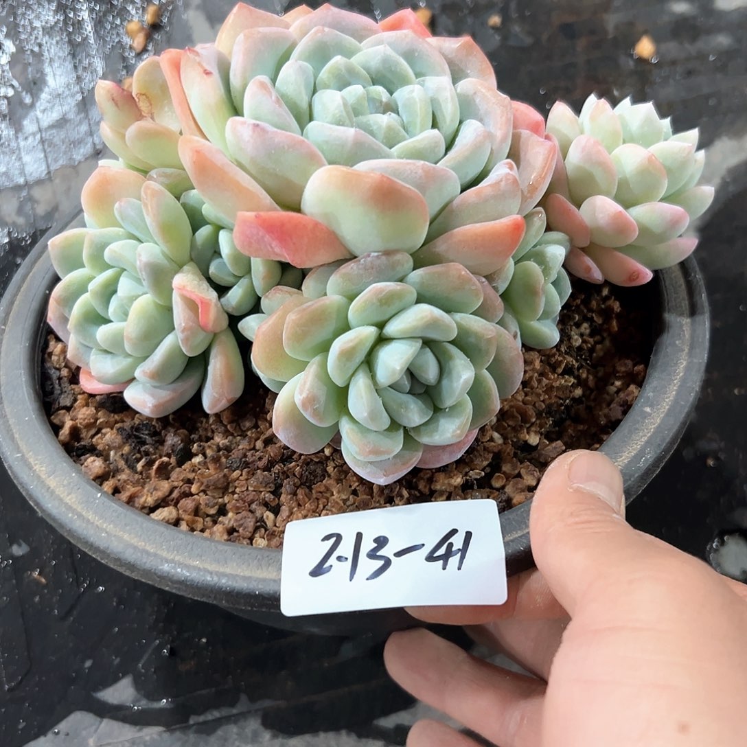 213-41冰玉多头多肉