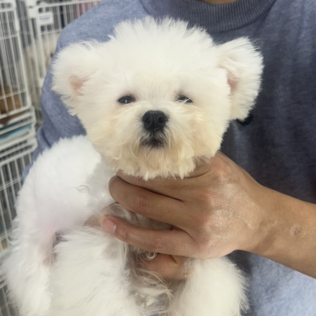 携宠初心精选米奇耳比熊弟弟