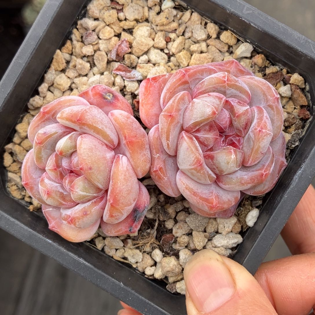 星影石榴汁 一物一拍不支持退换