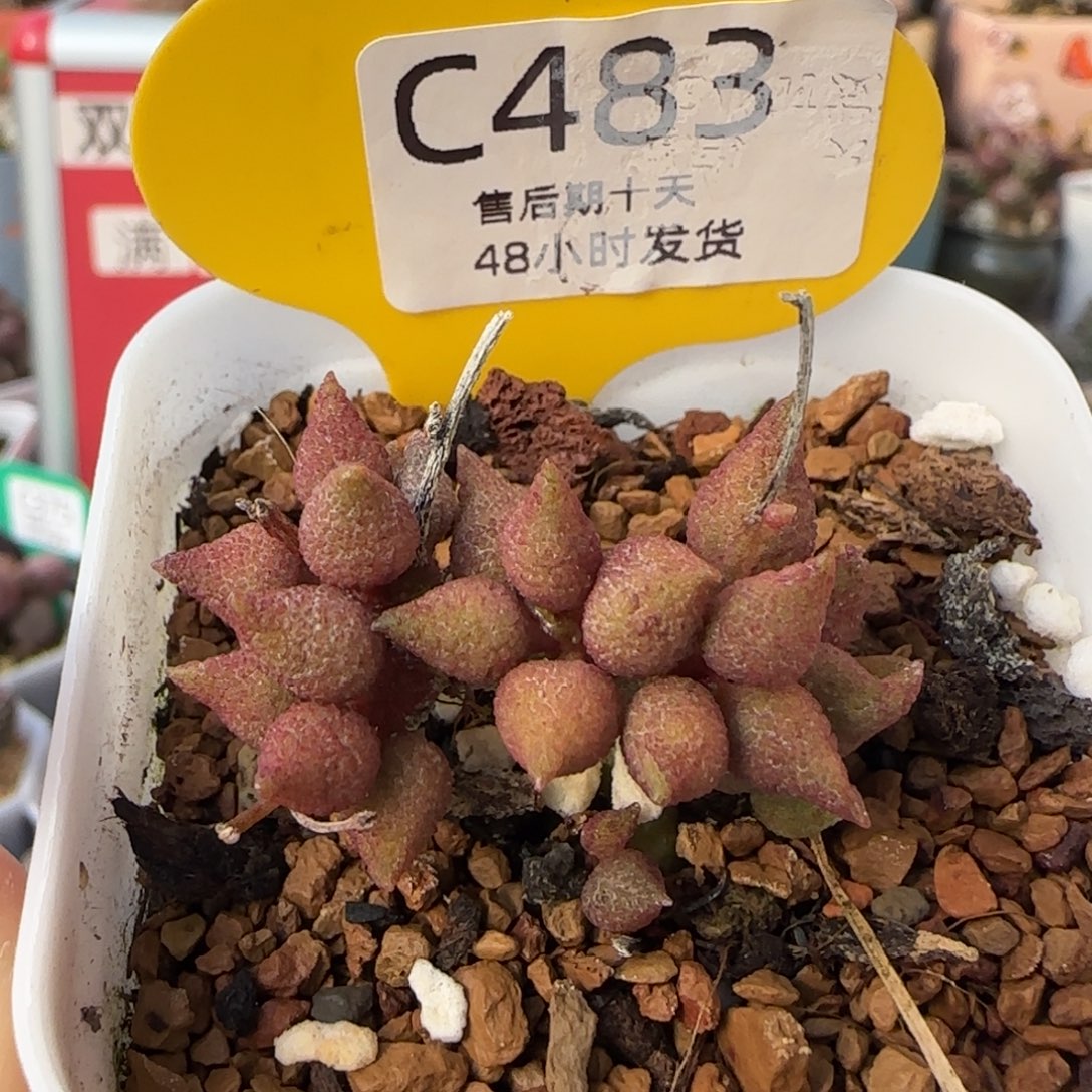 小辣椒。     483。    