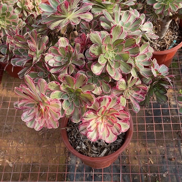 唐***少锦锦锦锦锦锦锦锦