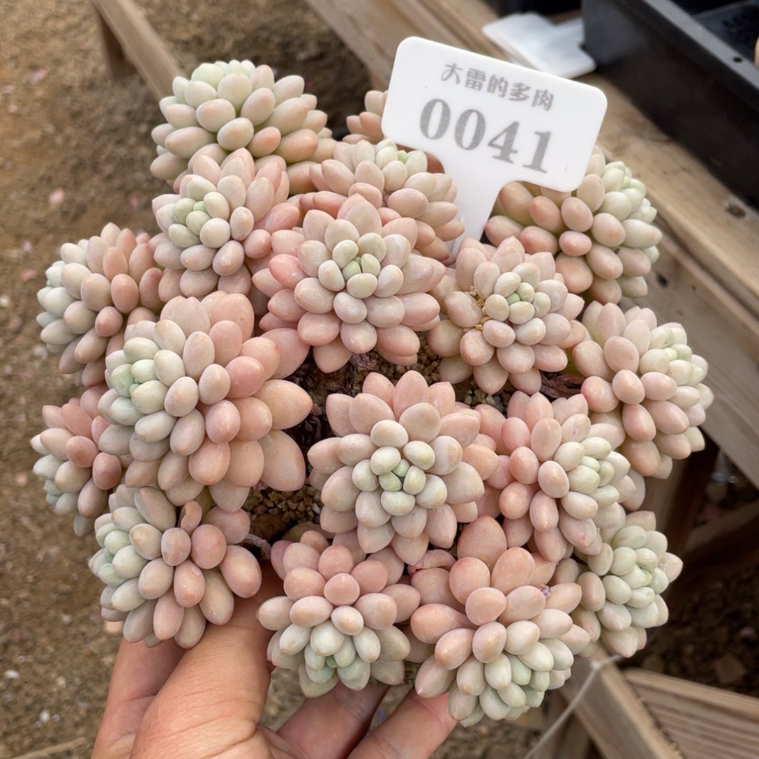 0041洛可可不带盆20厘米