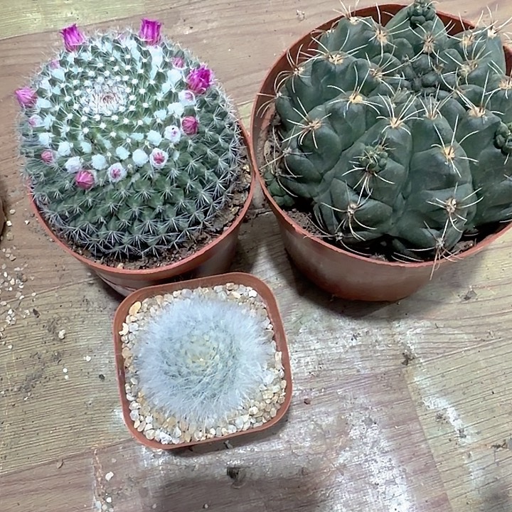 水***草水草一物一拍包邮