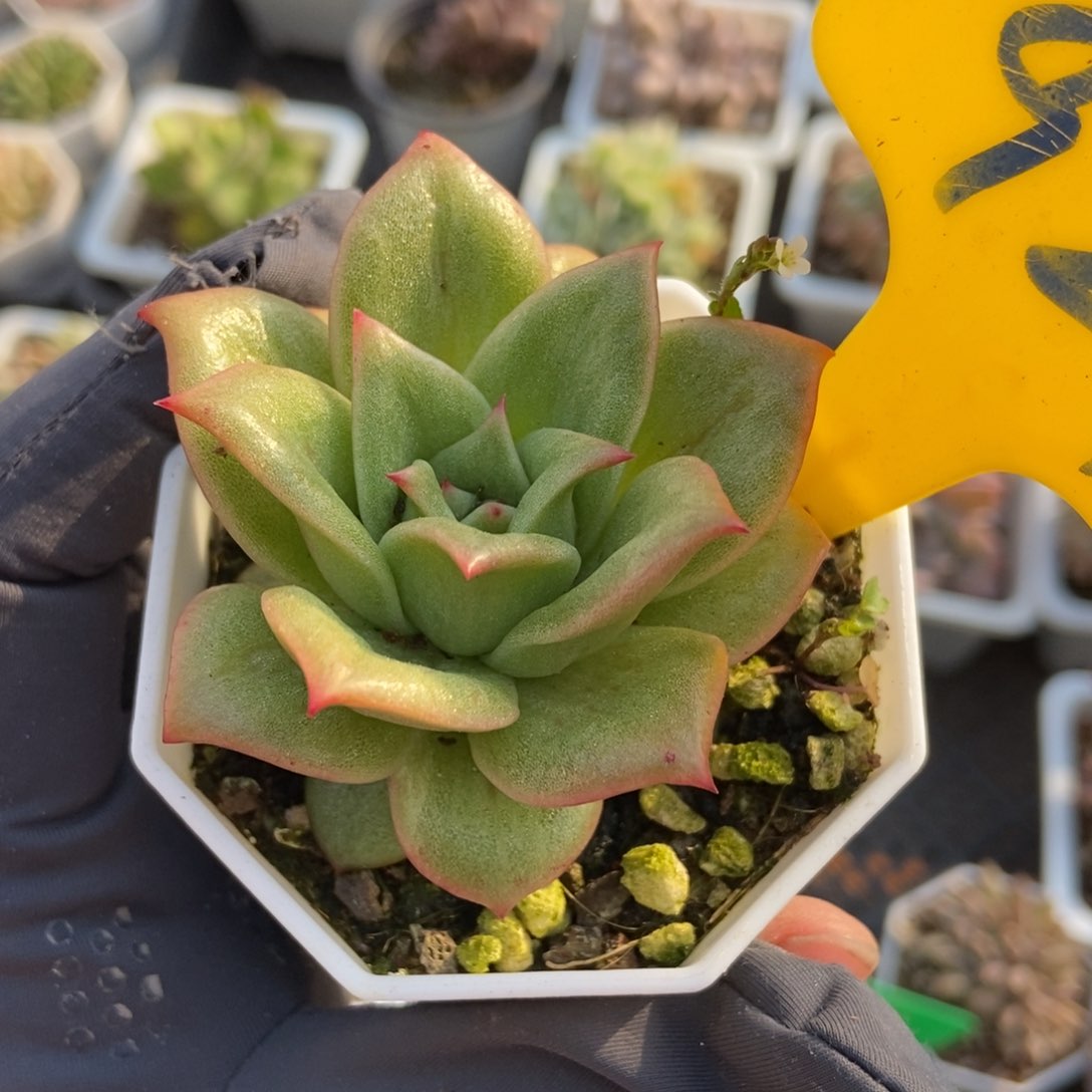 924蔷薇玛丽亚锦多肉植物