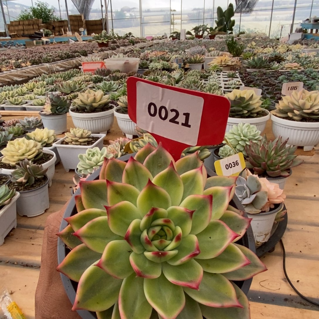 0021桃花哈哈哈哈哈