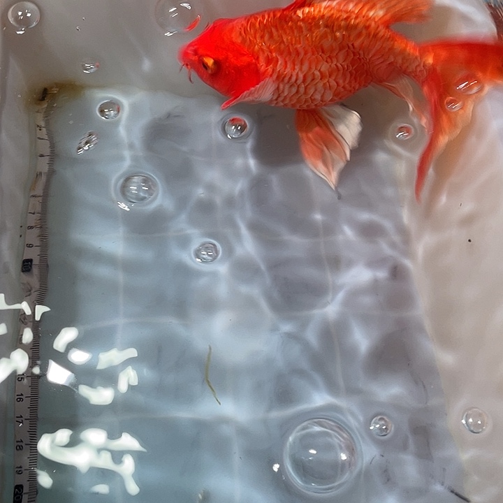 蝴蝶鲤鱼渔场直发53