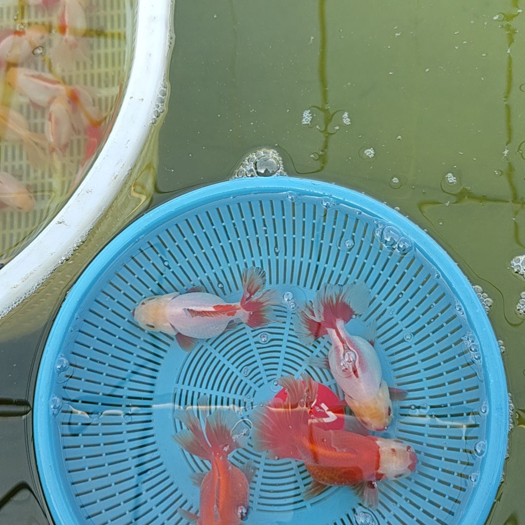 海水鱼23直播间看好下单不退不换到货录完整开箱视频有售后