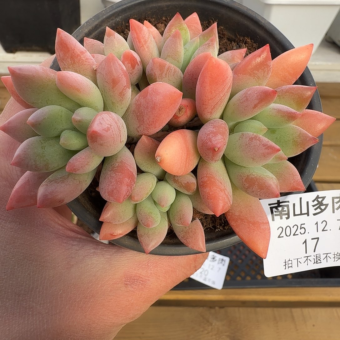 拉奇努11111127-17