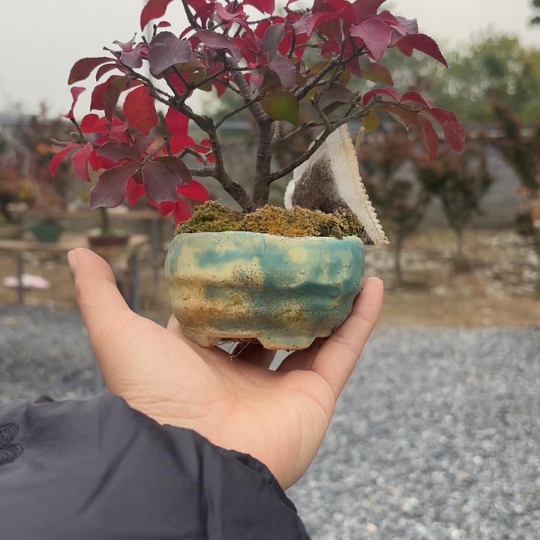@***湖杜鹃杜鹃杜鹃杜鹃杜鹃杜鹃杜鹃杜鹃杜鹃