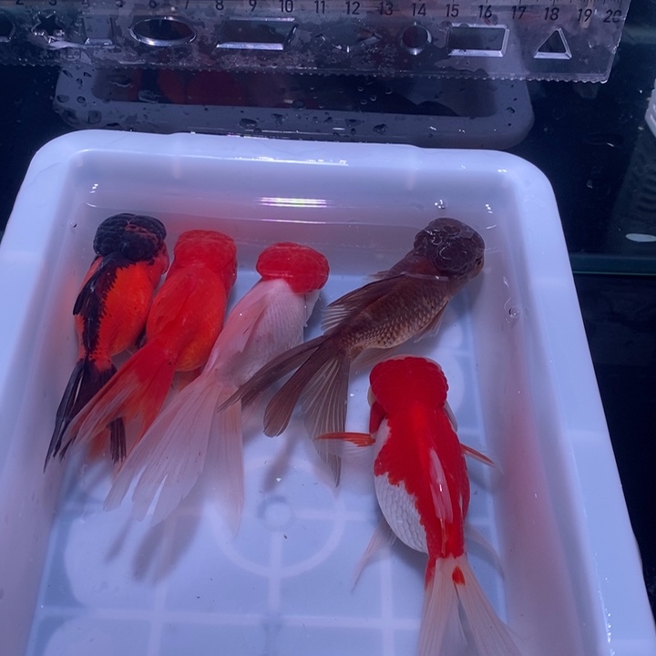 龙睛金鱼精品国狮