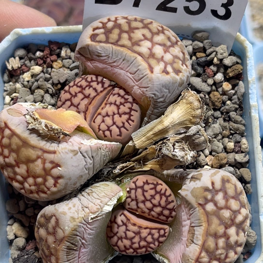 7253双头寿丽母本