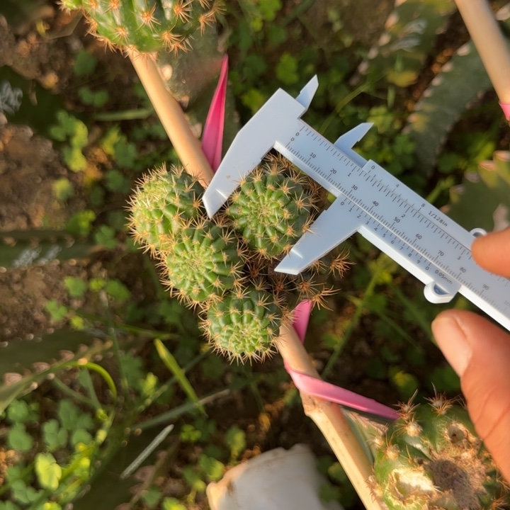 金牡丹无根侧芽两公分左右