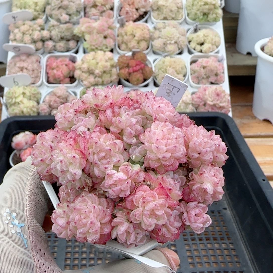 【闪购商品】0127-5（fm-8-2）