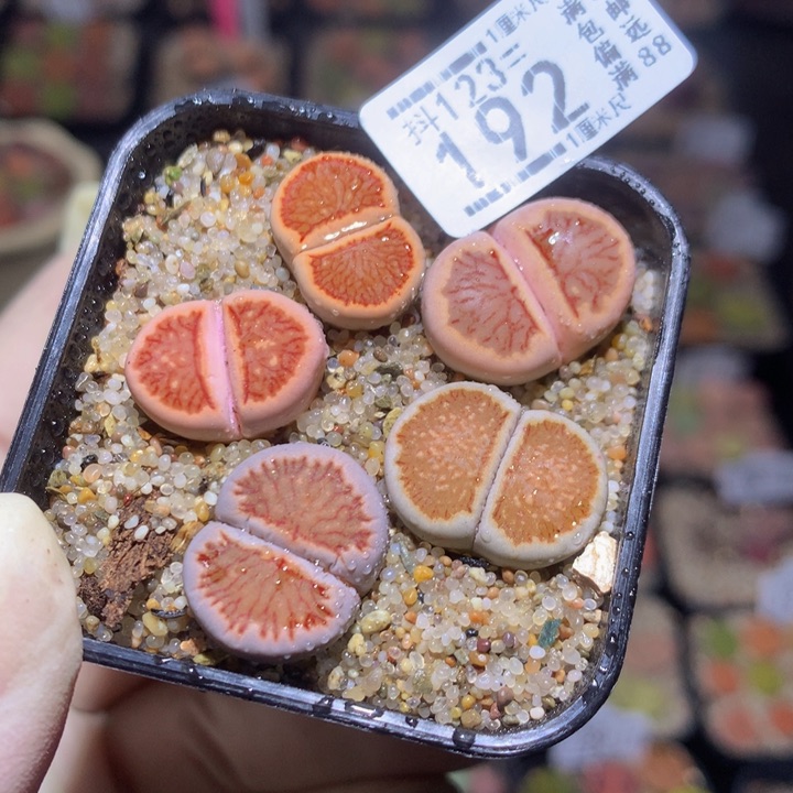 精品生石花123.192