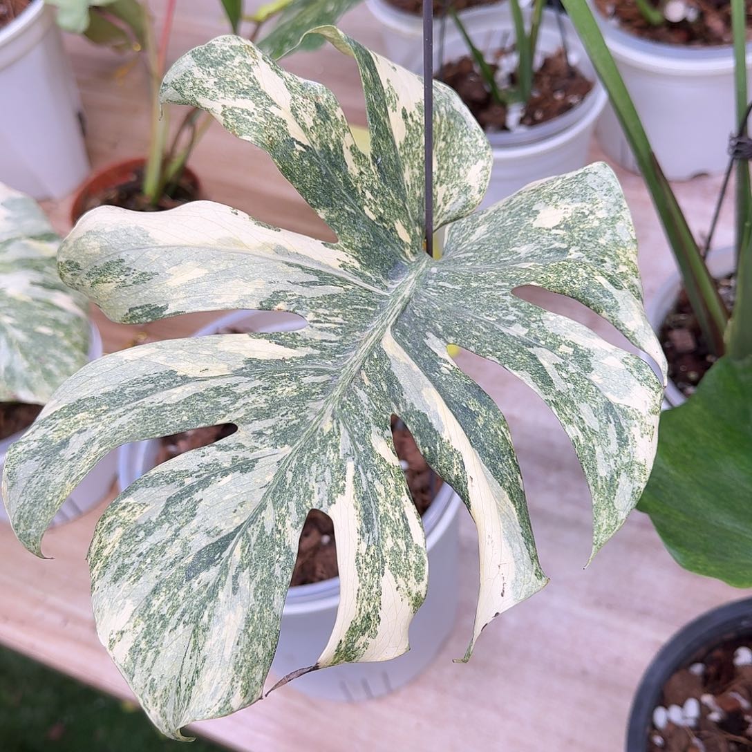 那***子不开花植物白遗迹单叶R2