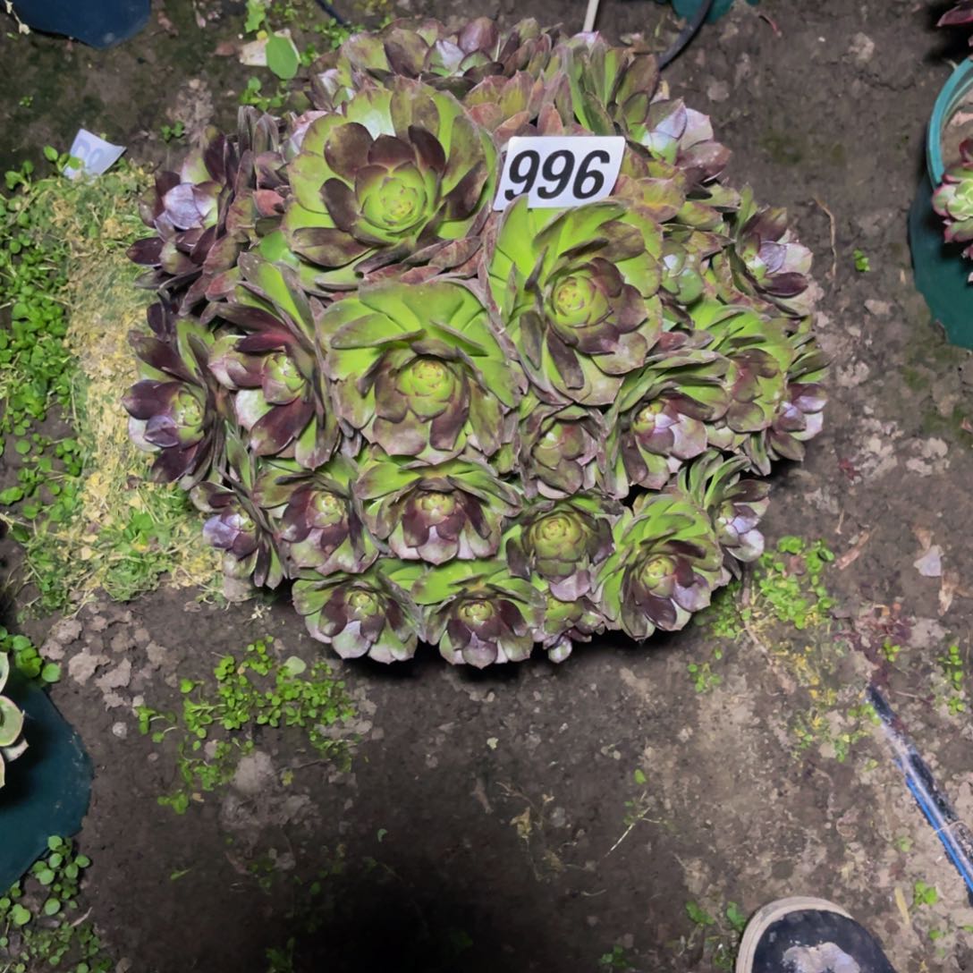 黑魔法师26//////4