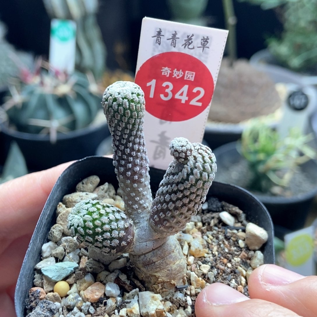 实生赤花精巧殿群