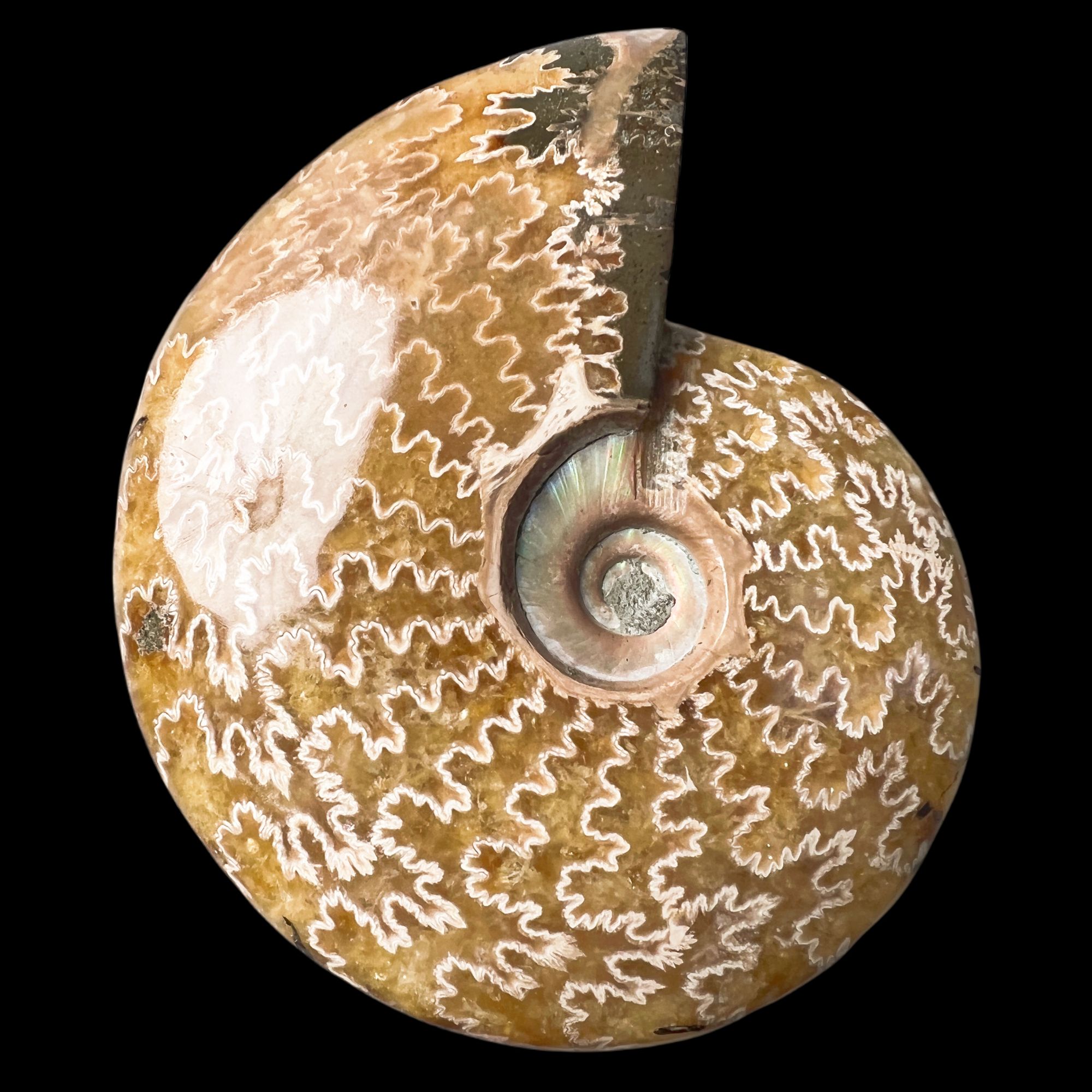 【 叶菊石（摆件-白花）】尺寸129mm 玉化 马达加斯加 古贝壳 D2