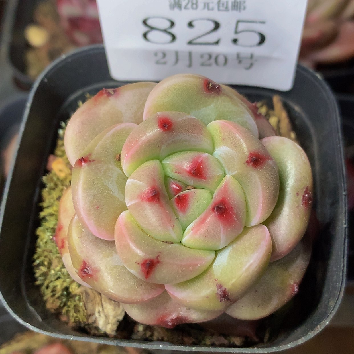 【闪购商品】云825