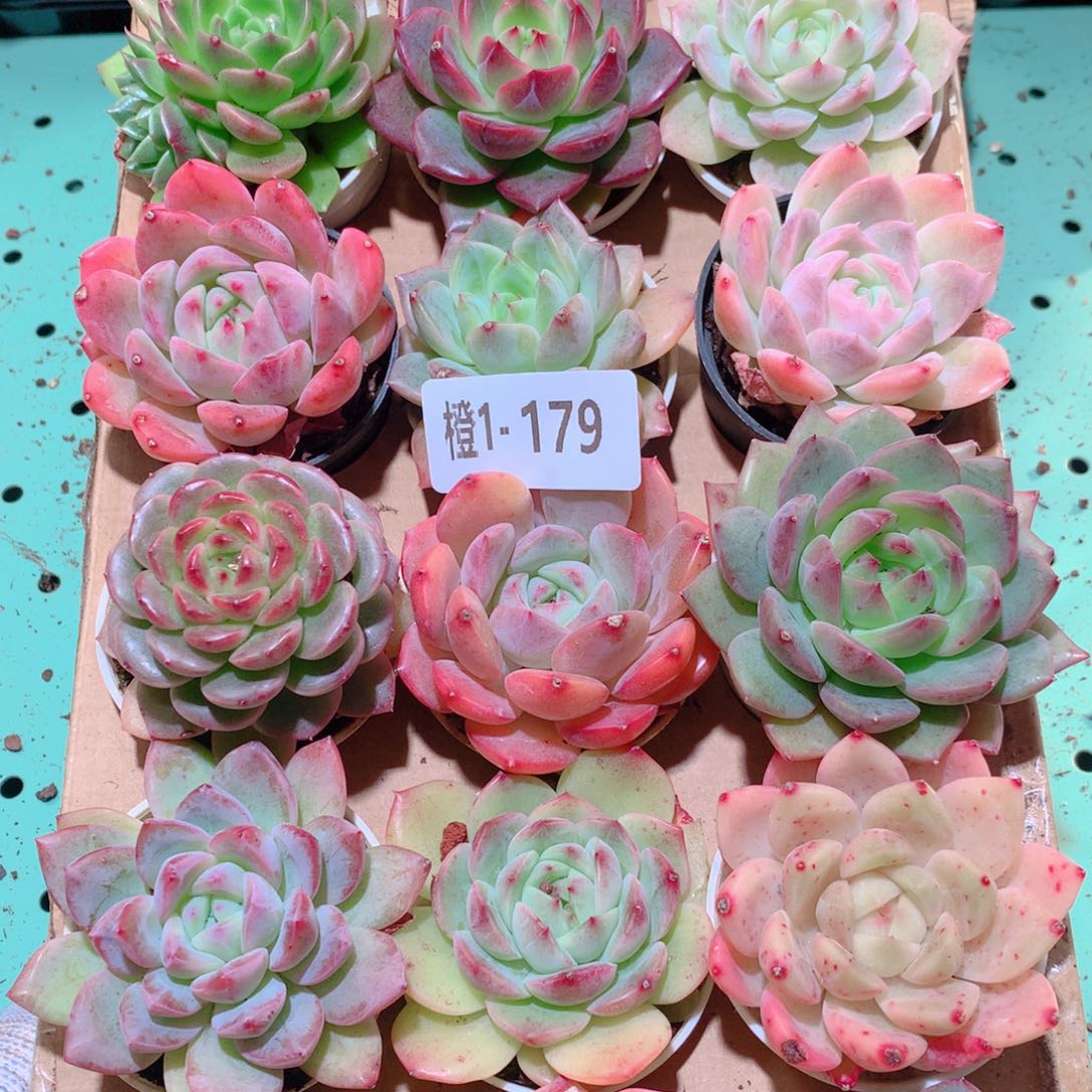 1-179一物一拍多肉带盆18颗