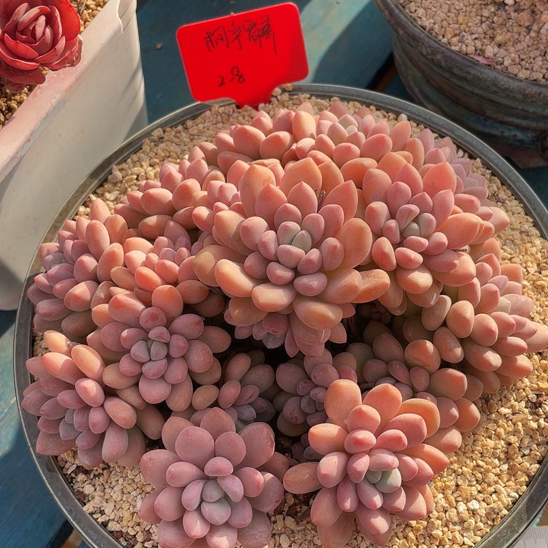 木糖醇群生多肉植物一物一拍