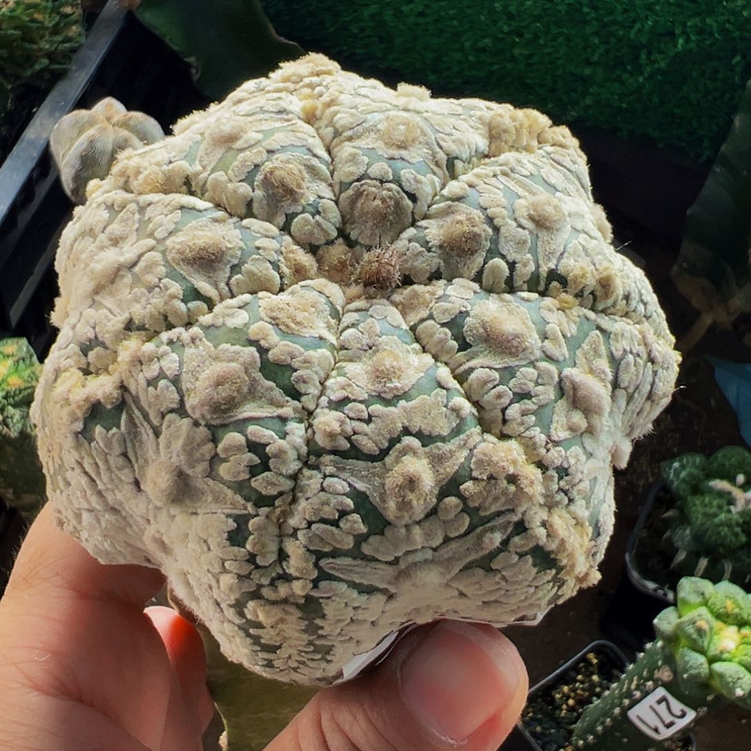 无花朵浓白海星盾v兜274