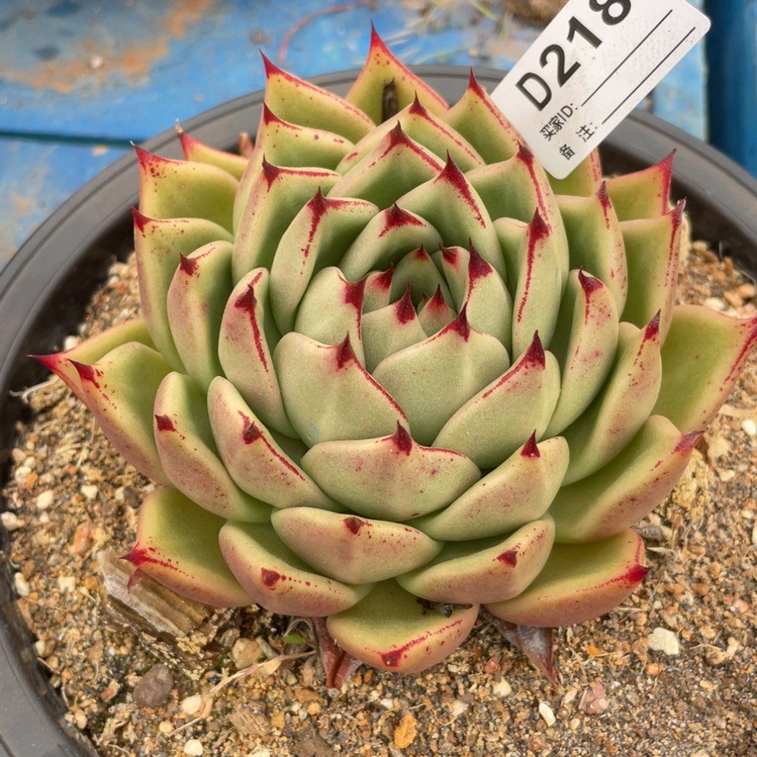 无花朵若如东云组拍D218