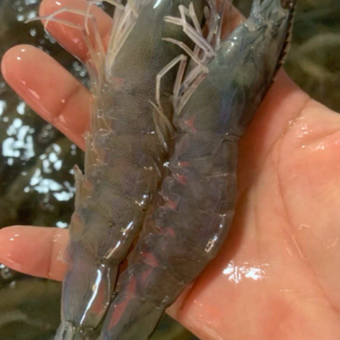 海嘛虾（鲜活更脆更鲜甜）一斤全活海鲜水产大虾