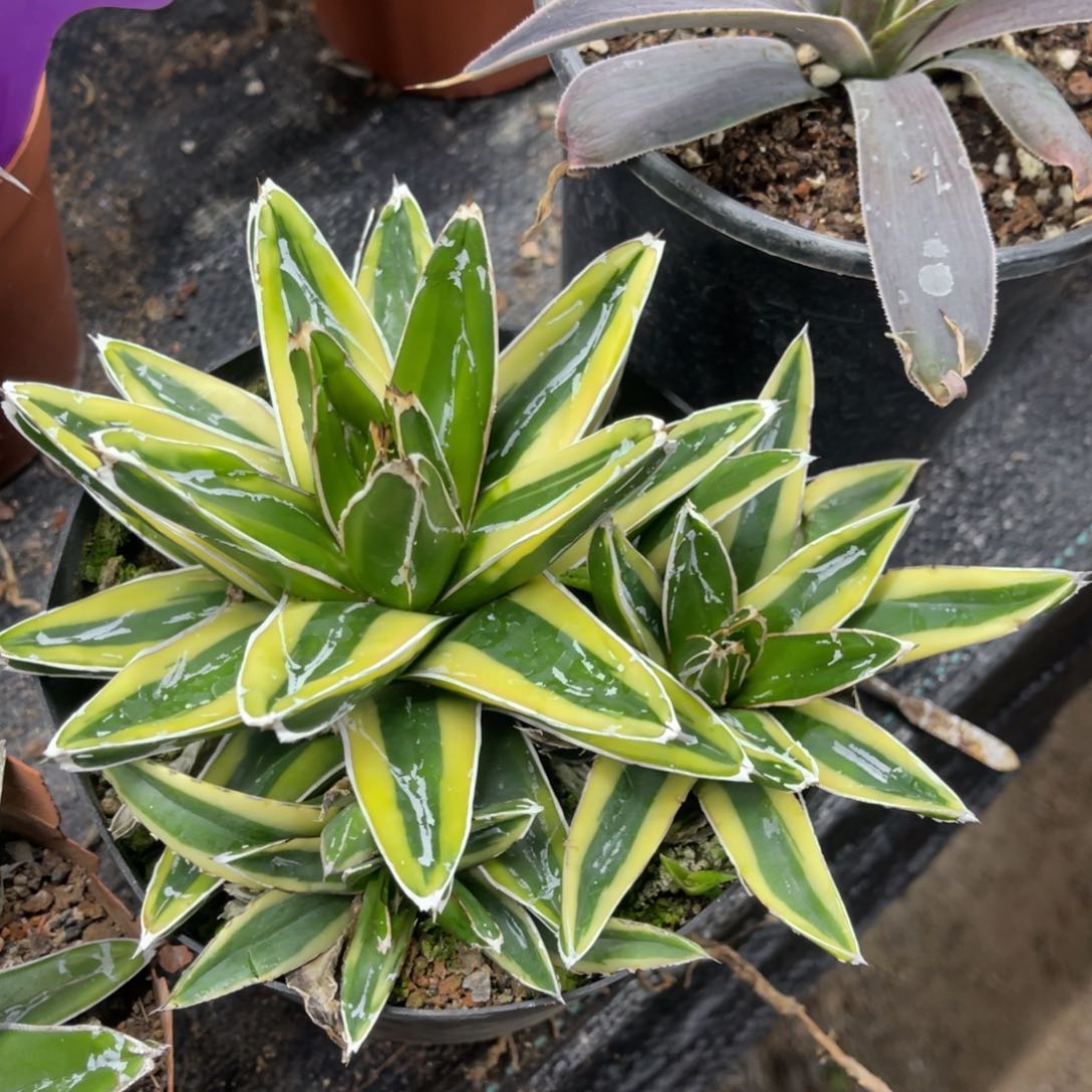 辉山锦龙舌兰系列