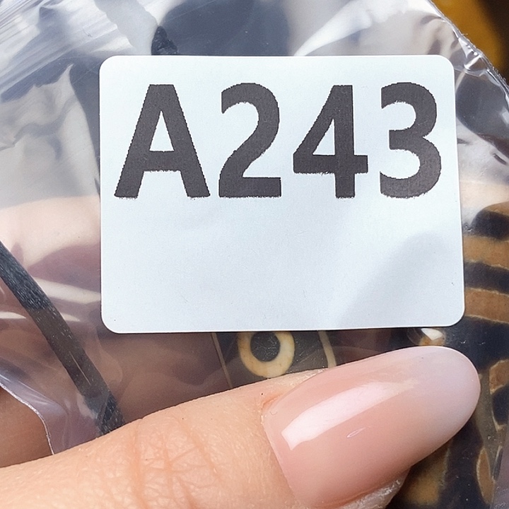 大叶紫檀（黑酸枝木类）魁*堂243