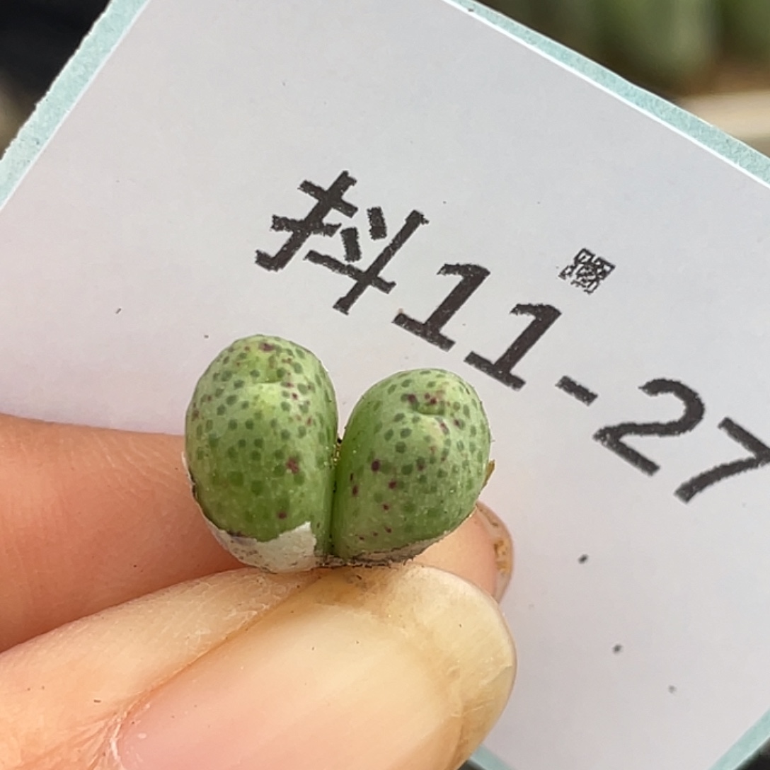 11-27草莓斑马肉锥