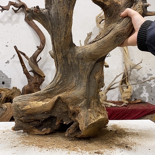 圣***常柏木我们都是好孩子