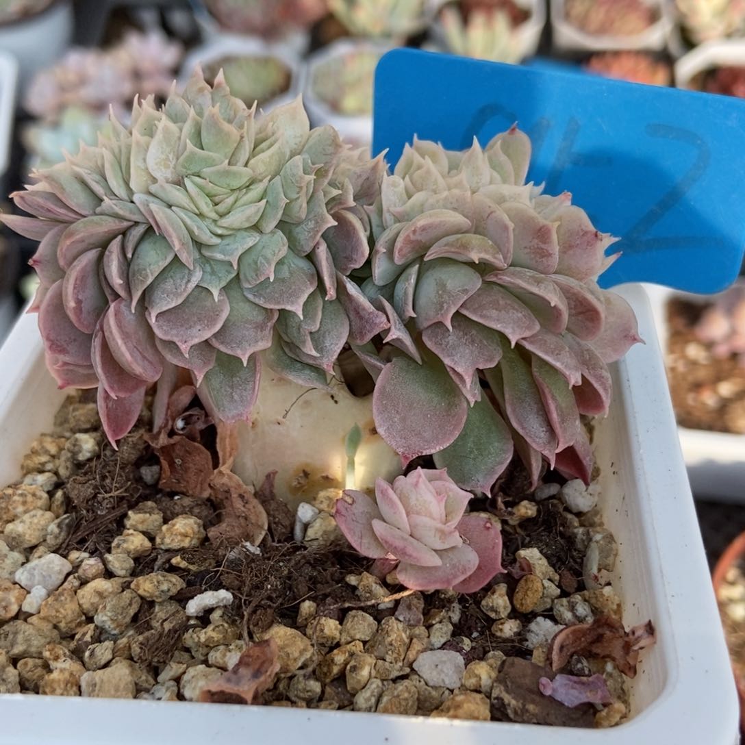 952昂缀多肉植物保护