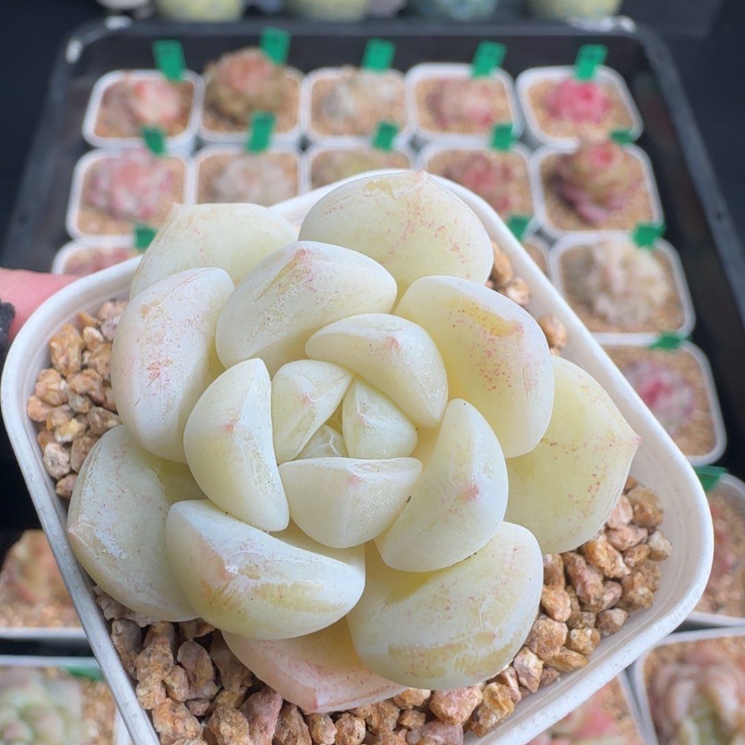 多肉185   糖心   5厘米盆