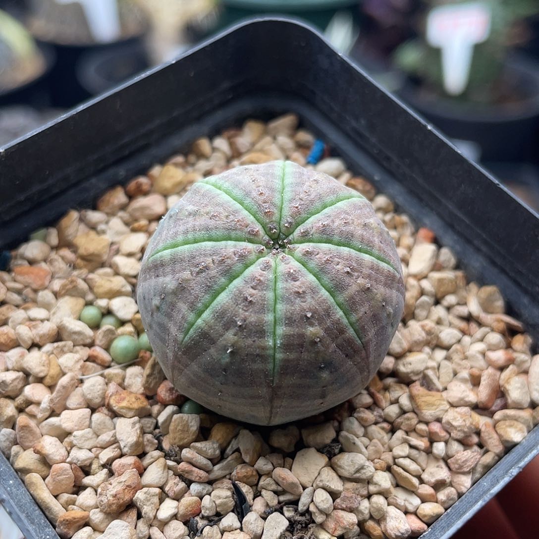 实生五星胭脂布纹球