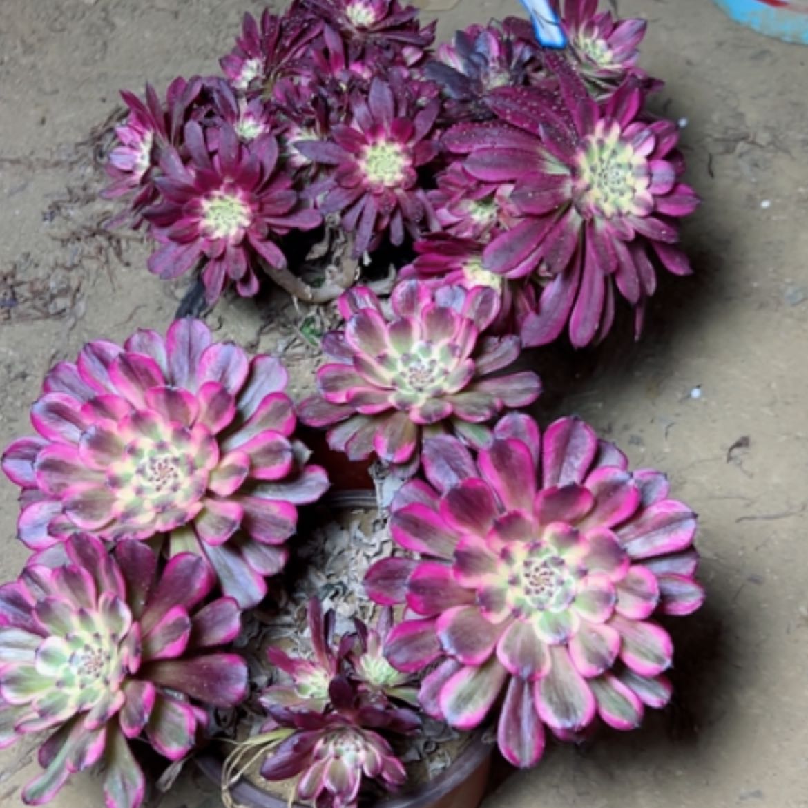 【闪购商品】多肉植物两个7