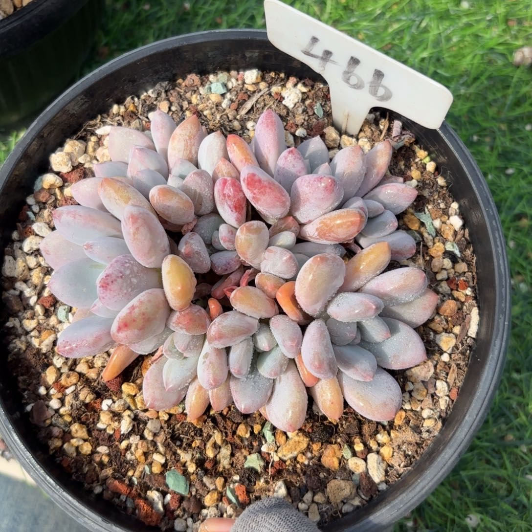 茉莉鸳鸯888888888888