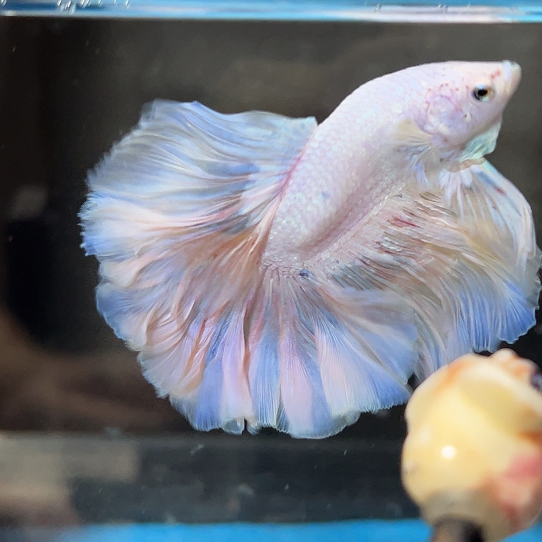 斗鱼53号淡粉紫色花瓣