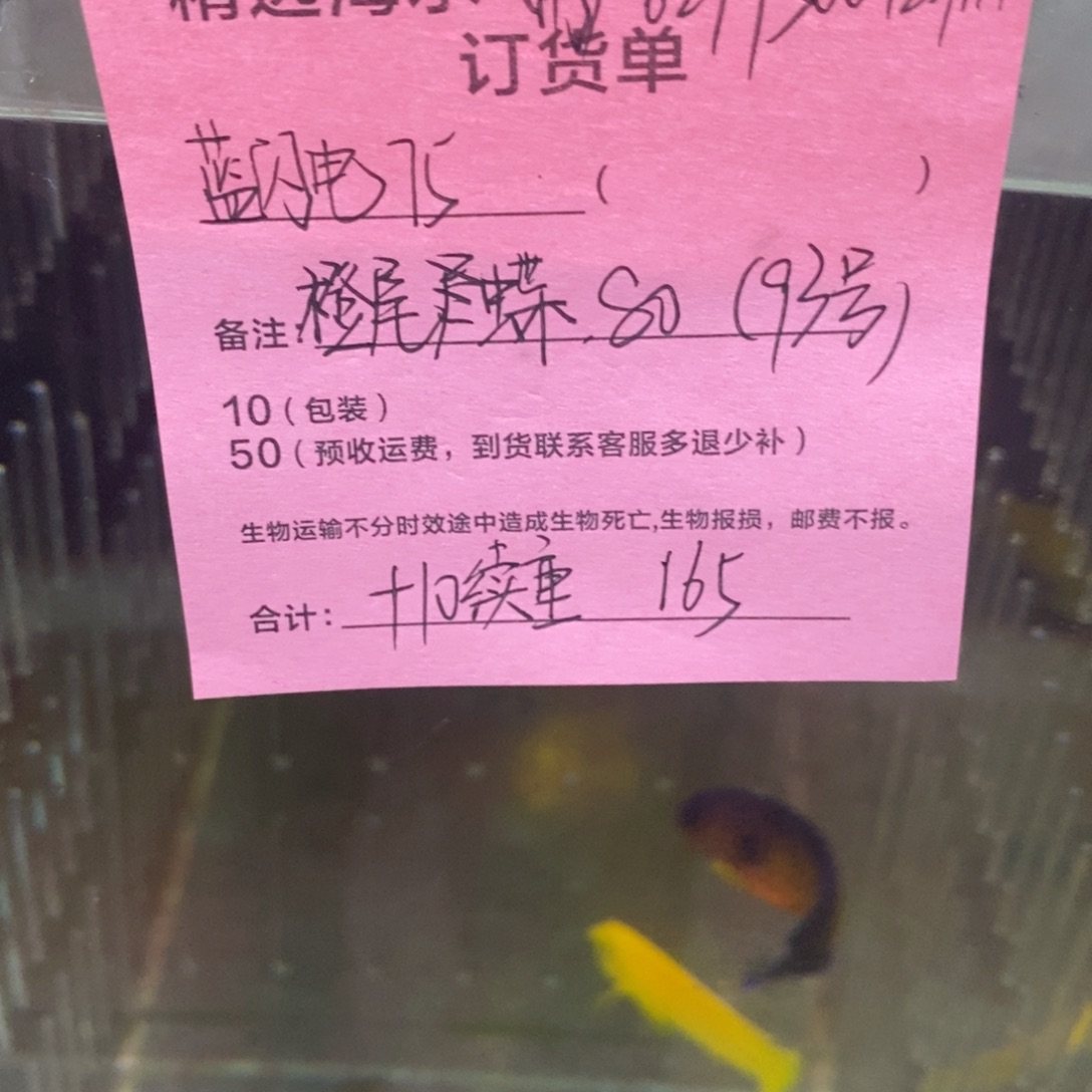 海水鱼蓝闪电➕橙尾蝶93号➕10续重