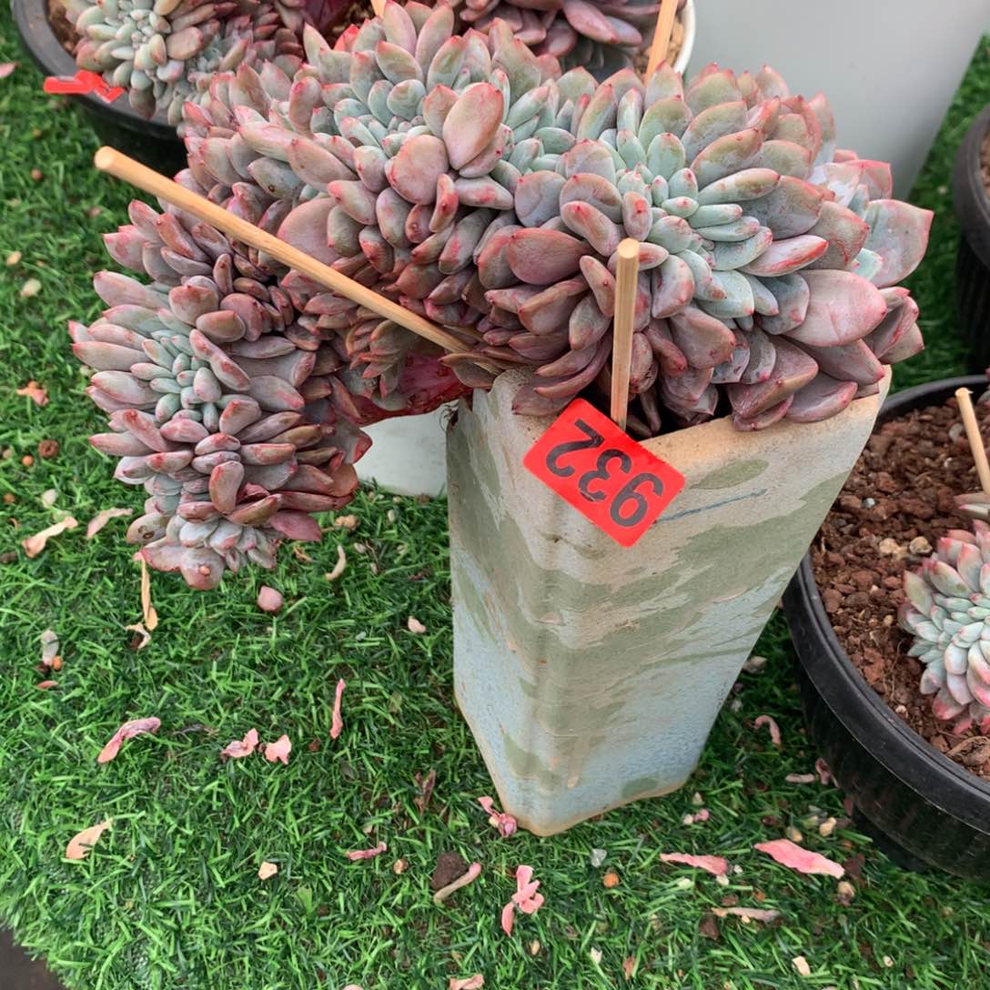 932橙子1111111111111