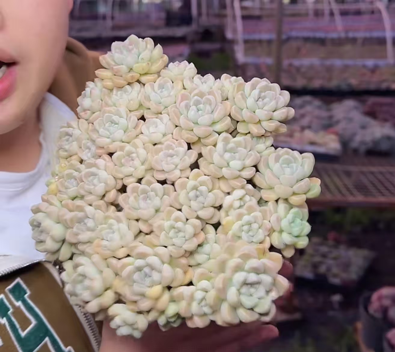 多头鹅卵石群【满9.9包邮】