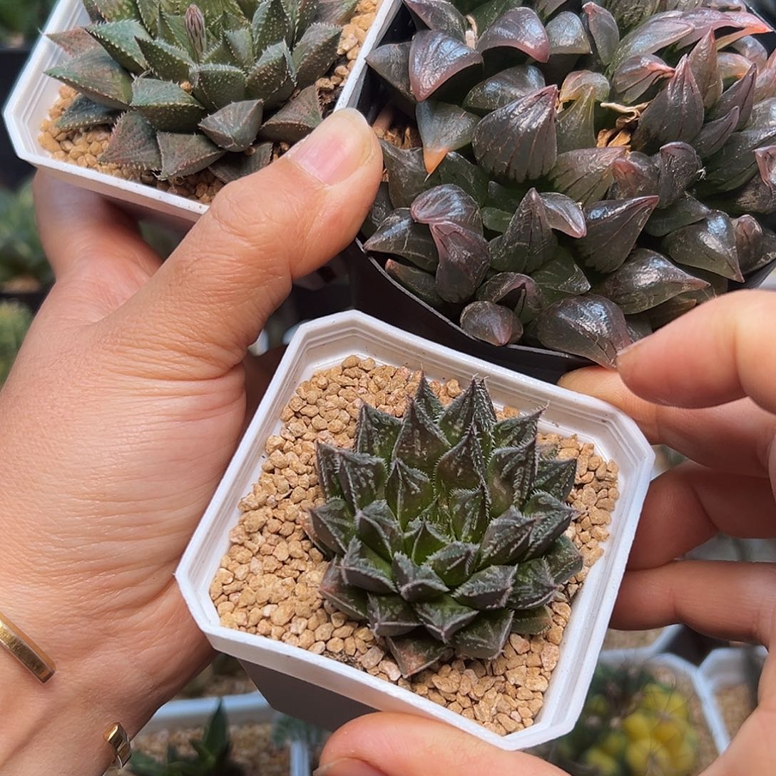 巍***~硬叶十二卷2颗            